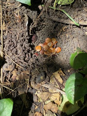 Orman ağaçlarının yeniden ağaçlandırılması için ekilen tohumlar.