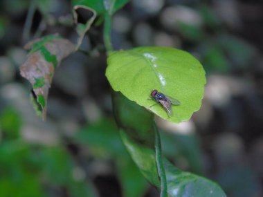 Turunçgil yaprağına konmak, doğal davranışlar sergilemek ve böcek, doğa ya da botanik temalı görseller için yakın plan detay vermek..