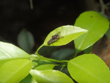 Doğal bir yüzeyde çiftleşen sinekler, böcek davranışlarını ve vahşi doğada makro, biyoloji veya yaban hayatı temalı görseller için üreme özelliklerini yakalıyorlar..
