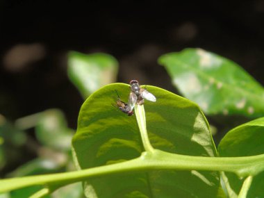 yeşil yaprak ve kelebek