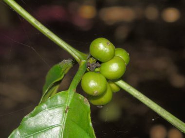 Kahve çekirdekleri bahçede.