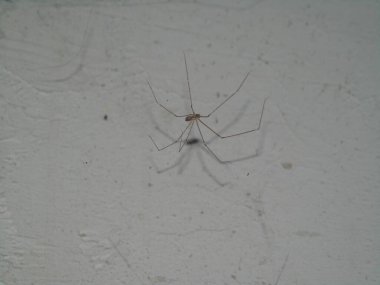 arkaplanda örümcek