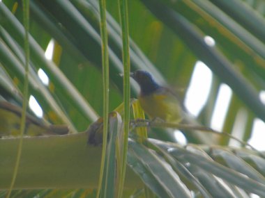 Ağacın dalında bir kuş