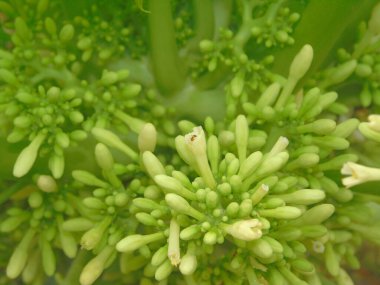 Bahçedeki yeşil çiçek