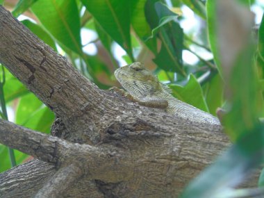 Bahçede küçük bir ağaç