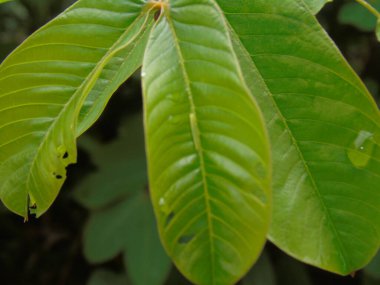 Bir dalda yeşil yapraklar