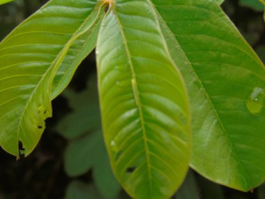 Yeşil yaprak dokusunu kapat. arkaplan.