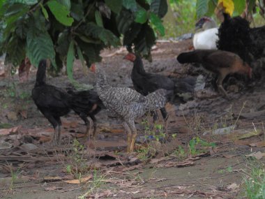 Ormanda bir grup siyah beyaz tavuk