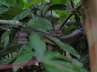 Güzel yeşil bir yılanın yakın plan fotoğrafı.