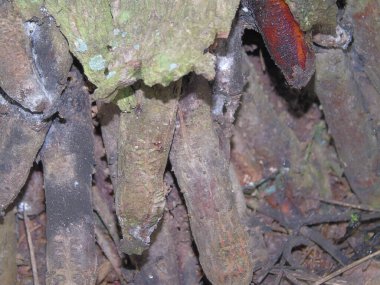 Lezzetli Asya yemeklerinin yakın görüntüsü