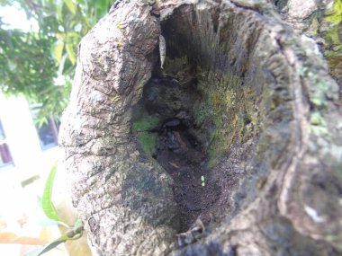 Ağaç kütüğündeki yeşil yosunların yakın plan fotoğrafı.