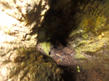 Ormandaki eski bir ahşap mağaranın yakın çekimi.