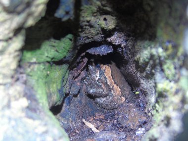 Küçük bir ağaç gövdesinin yakın çekimi.