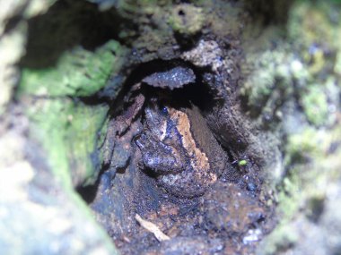 Ormandaki bir mantarı kapat.