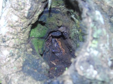 Ormanda ağaç gövdesi, bitki örtüsü