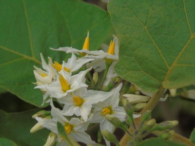 Bahçedeki güzel beyaz çiçekler