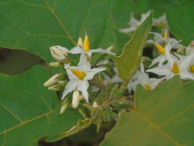 Bahçede beyaz çiçekler