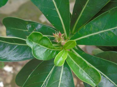 bir bitkinin yeşil yaprakları