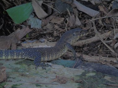 Ormandaki bir taşın üzerindeki kertenkeleye yakın çekim.