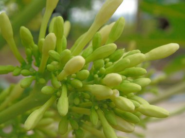 Bahçedeki güzel ve renkli çiçekler.