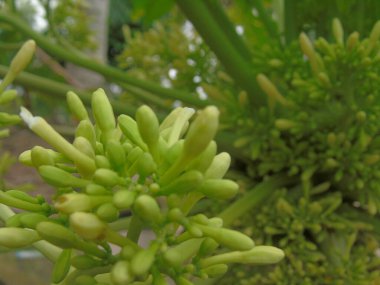 Yakın plan - çiçek açan güzel çiçeklerin görüntüsü