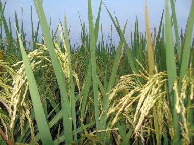 Kırsalda pirinç tarlası