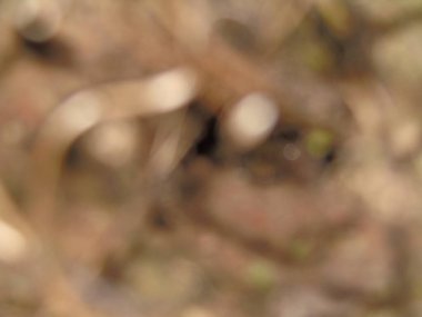 Güzel bir kuşun yakın çekimi.