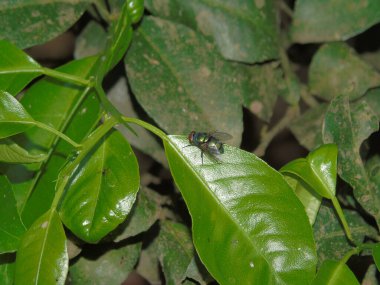 Bahçedeki yeşil bitki