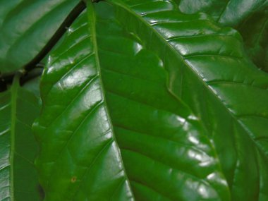 Yeşil yaprak dokusunu kapat