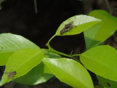 yeşil yapraklar, bitkiler ve yapraklar
