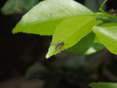 Doğadaki hatayı kapat