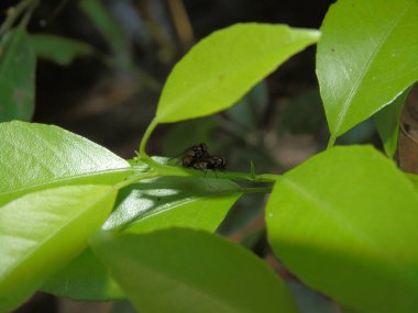 Bahçedeki yeşil bitki