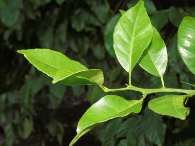 Bahçede yeşil yaprak