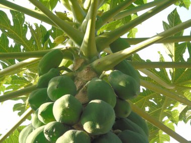 Bahçedeki ağaçta yeşil papaya