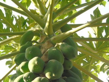 Meyveli yeşil papaya ağacı, doğa
