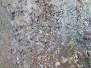 ağaç kabuğu dokusunun arkaplanı