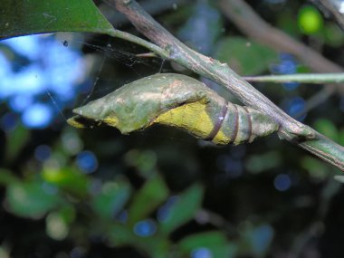 Daldaki bir tırtılın yakın çekimi.
