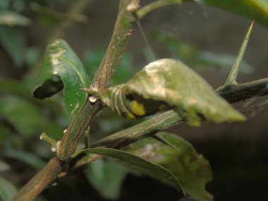 Bahçedeki bir yaprağı kapat.