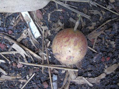 Yerde çürük elma var.