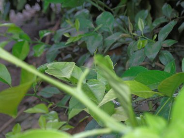 Yeşil yapraklar, doğa bitki örtüsü