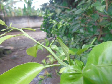 Bahçedeki yeşil yaprakları kapat.