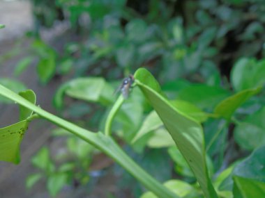 Bahçede yeşil yapraklar