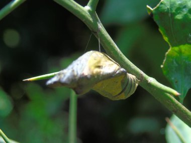 yeşil yapraklar, bitki ve hayvan