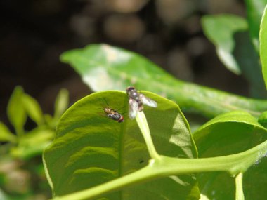 Yeşil yaprakları anında