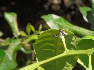 bir bitkinin yeşil yaprakları