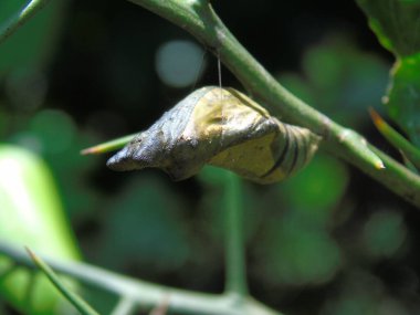 Salyangoz manzarasını kapat