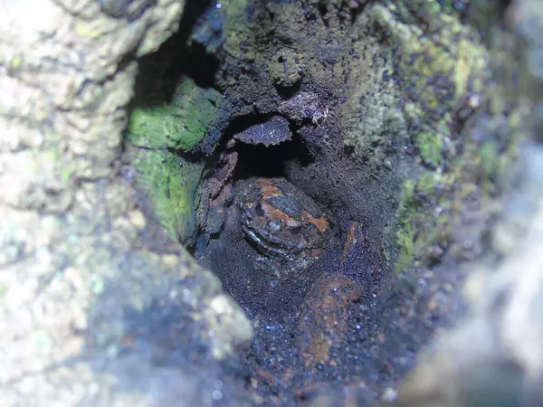 Ormandaki bir ağacın tepesinde.