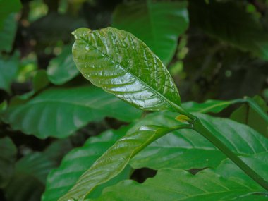 Ağaçtaki kahve çekirdekleri