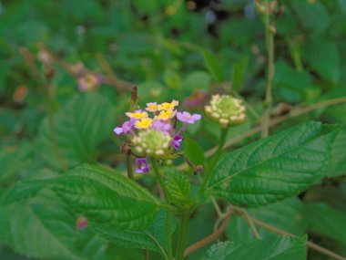 Bahçedeki güzel çiçekler