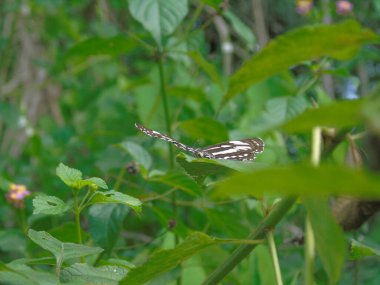 Yeşil yapraklı kelebek